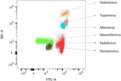 Morphological and Genomic Features of the New Klosneuvirinae Isolate Fadolivirus IHUMI-VV54